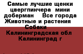 Самые лучшие щенки цвергпинчера (мини доберман) - Все города Животные и растения » Собаки   . Калининградская обл.,Калининград г.